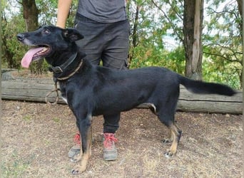 BLACKIE , Sportskanone