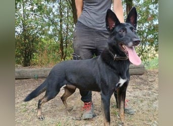 BLACKIE , Sportskanone