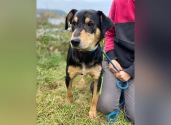 BUDDY  ist ein liebevoller Junge