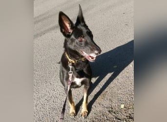 BLACKIE , Sportskanone