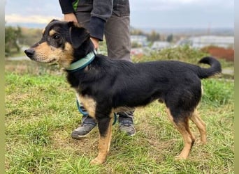 BUDDY  ist ein liebevoller Junge