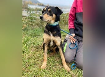 BUDDY  ist ein liebevoller Junge