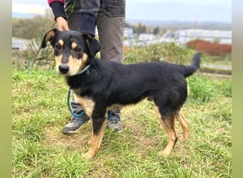 BUDDY  ist ein liebevoller Junge