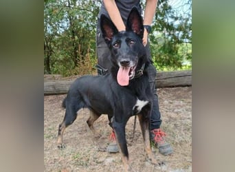 BLACKIE , Sportskanone