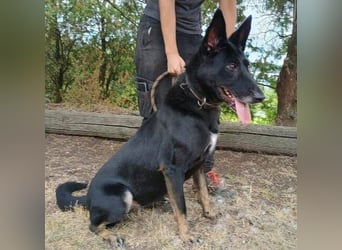 BLACKIE , Sportskanone