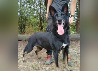 BLACKIE , Sportskanone