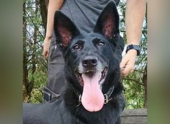 BLACKIE , Sportskanone