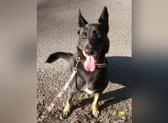 BLACKIE , Sportskanone