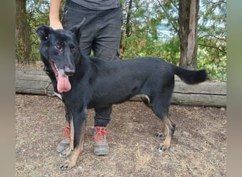 BLACKIE , Sportskanone