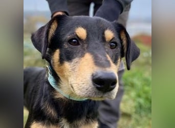 BUDDY  ist ein liebevoller Junge