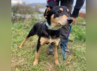 BUDDY  ist ein liebevoller Junge