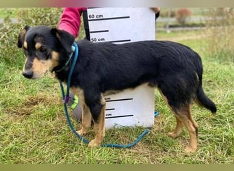 BUDDY  ist ein liebevoller Junge