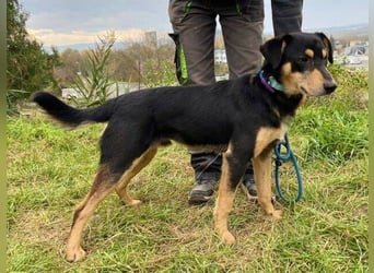 BUDDY  ist ein liebevoller Junge