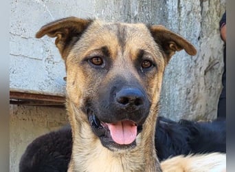 XAVER❤️entzückender, lustiger Jungrüde auf dringender Körbchensuche!