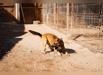 XAVER❤️entzückender, lustiger Jungrüde auf dringender Körbchensuche!