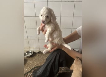 Welpenmädel CURLY wünscht sich ein liebevolles Daheim