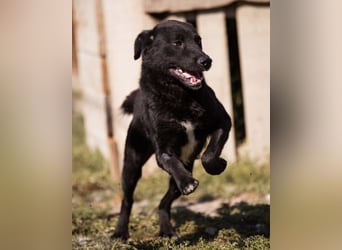 ALLY❤️Baden, toben, kuscheln – fröhlicher Jungrüde liebt das Leben und sucht dich!