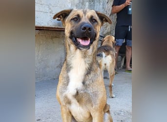 XAVER❤️entzückender, lustiger Jungrüde auf dringender Körbchensuche!