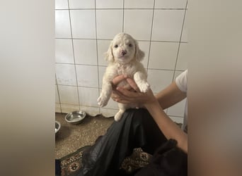 Welpenmädel CURLY wünscht sich ein liebevolles Daheim