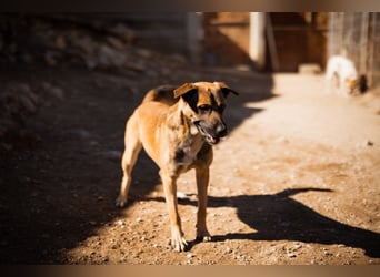 XAVER❤️entzückender, lustiger Jungrüde auf dringender Körbchensuche!