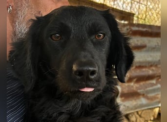 MILANA❤️liebe Kuschelmaus sucht dringend ihr Für-Immer-Körbchen