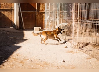XAVER❤️entzückender, lustiger Jungrüde auf dringender Körbchensuche!