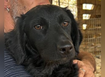 MILANA❤️liebe Kuschelmaus sucht dringend ihr Für-Immer-Körbchen