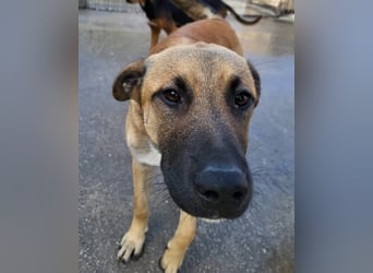 XAVER❤️entzückender, lustiger Jungrüde auf dringender Körbchensuche!