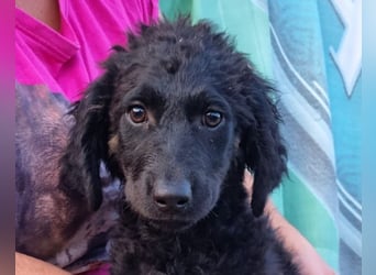 MILANA❤️liebe Kuschelmaus sucht dringend ihr Für-Immer-Körbchen