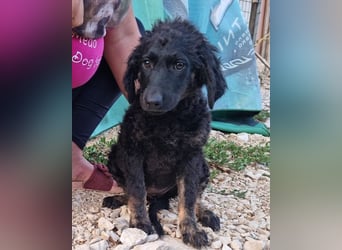 MILANA❤️liebe Kuschelmaus sucht dringend ihr Für-Immer-Körbchen