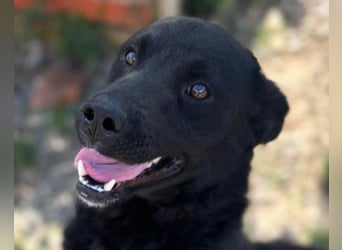 ALLY❤️Baden, toben, kuscheln – fröhlicher Jungrüde liebt das Leben und sucht dich!