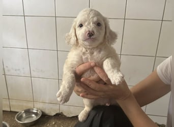 Welpenmädel CURLY wünscht sich ein liebevolles Daheim