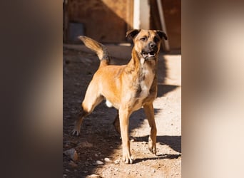 XAVER❤️entzückender, lustiger Jungrüde auf dringender Körbchensuche!