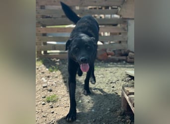 ALLY❤️Baden, toben, kuscheln – fröhlicher Jungrüde liebt das Leben und sucht dich!