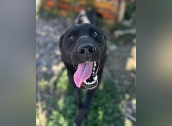 ALLY❤️Baden, toben, kuscheln – fröhlicher Jungrüde liebt das Leben und sucht dich!