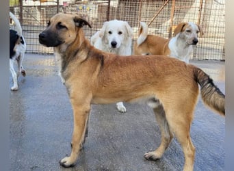 XAVER❤️entzückender, lustiger Jungrüde auf dringender Körbchensuche!