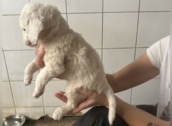 Welpenmädel CURLY wünscht sich ein liebevolles Daheim