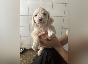 Welpenmädel CURLY wünscht sich ein liebevolles Daheim