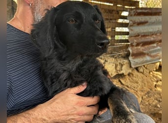 MILANA❤️liebe Kuschelmaus sucht dringend ihr Für-Immer-Körbchen