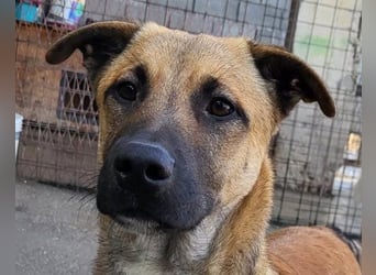 XAVER❤️entzückender, lustiger Jungrüde auf dringender Körbchensuche!