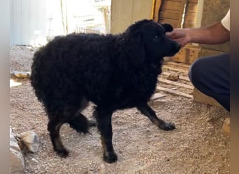 MILANA❤️liebe Kuschelmaus sucht dringend ihr Für-Immer-Körbchen