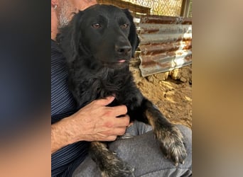 MILANA❤️liebe Kuschelmaus sucht dringend ihr Für-Immer-Körbchen