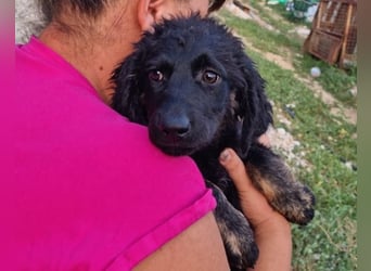 MILANA❤️liebe Kuschelmaus sucht dringend ihr Für-Immer-Körbchen