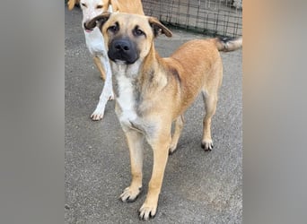 XAVER❤️entzückender, lustiger Jungrüde auf dringender Körbchensuche!