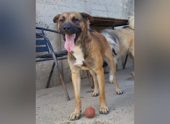 XAVER❤️entzückender, lustiger Jungrüde auf dringender Körbchensuche!