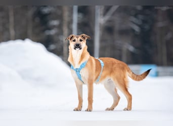 Freundlicher Tosha sucht sein Zuhause