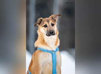 Freundlicher Tosha sucht sein Zuhause