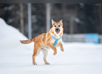 Freundlicher Tosha sucht sein Zuhause