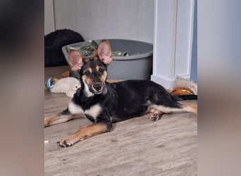 Zelda, hübsch, lieb und aktiv