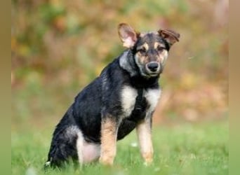 Zelda, hübsch, lieb und aktiv